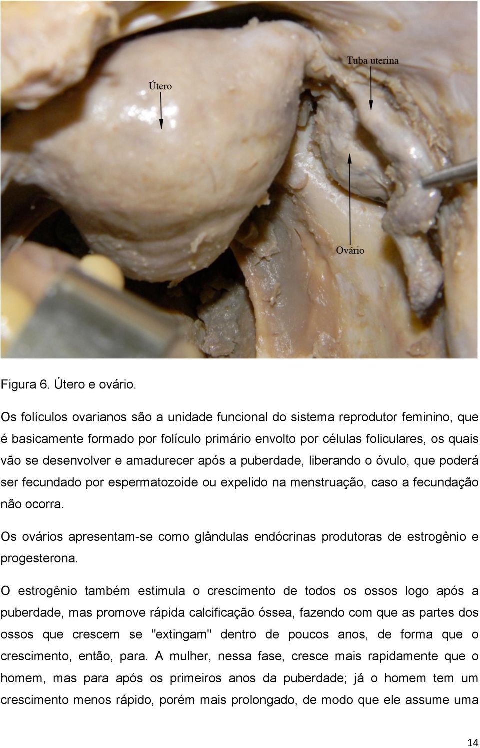 amadurecer após a puberdade, liberando o óvulo, que poderá ser fecundado por espermatozoide ou expelido na menstruação, caso a fecundação não ocorra.