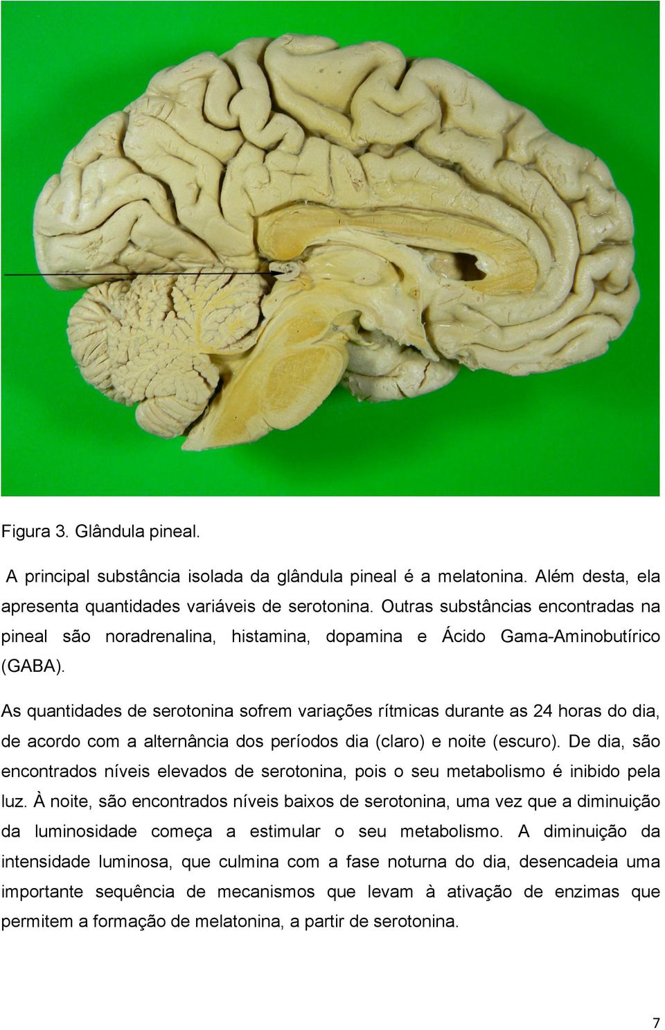 As quantidades de serotonina sofrem variações rítmicas durante as 24 horas do dia, de acordo com a alternância dos períodos dia (claro) e noite (escuro).