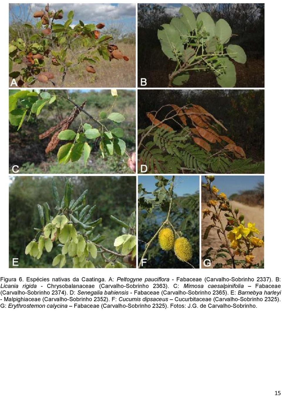 D: Senegalia bahiensis - Fabaceae (Carvalho-Sobrinho 2365). E: Barnebya harleyi - Malpighiaceae (Carvalho-Sobrinho 2352).