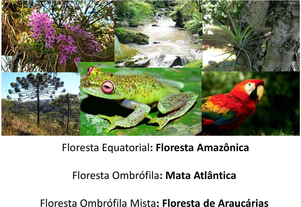 Mata Atlântica Floresta