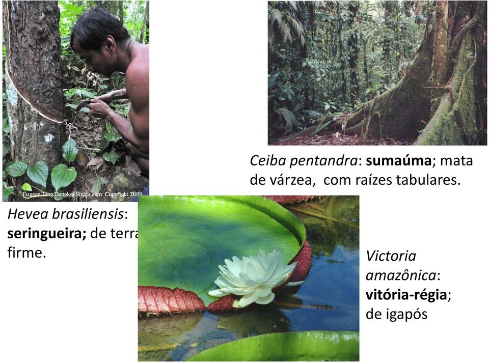 Heveabrasiliensis: seringueira; de