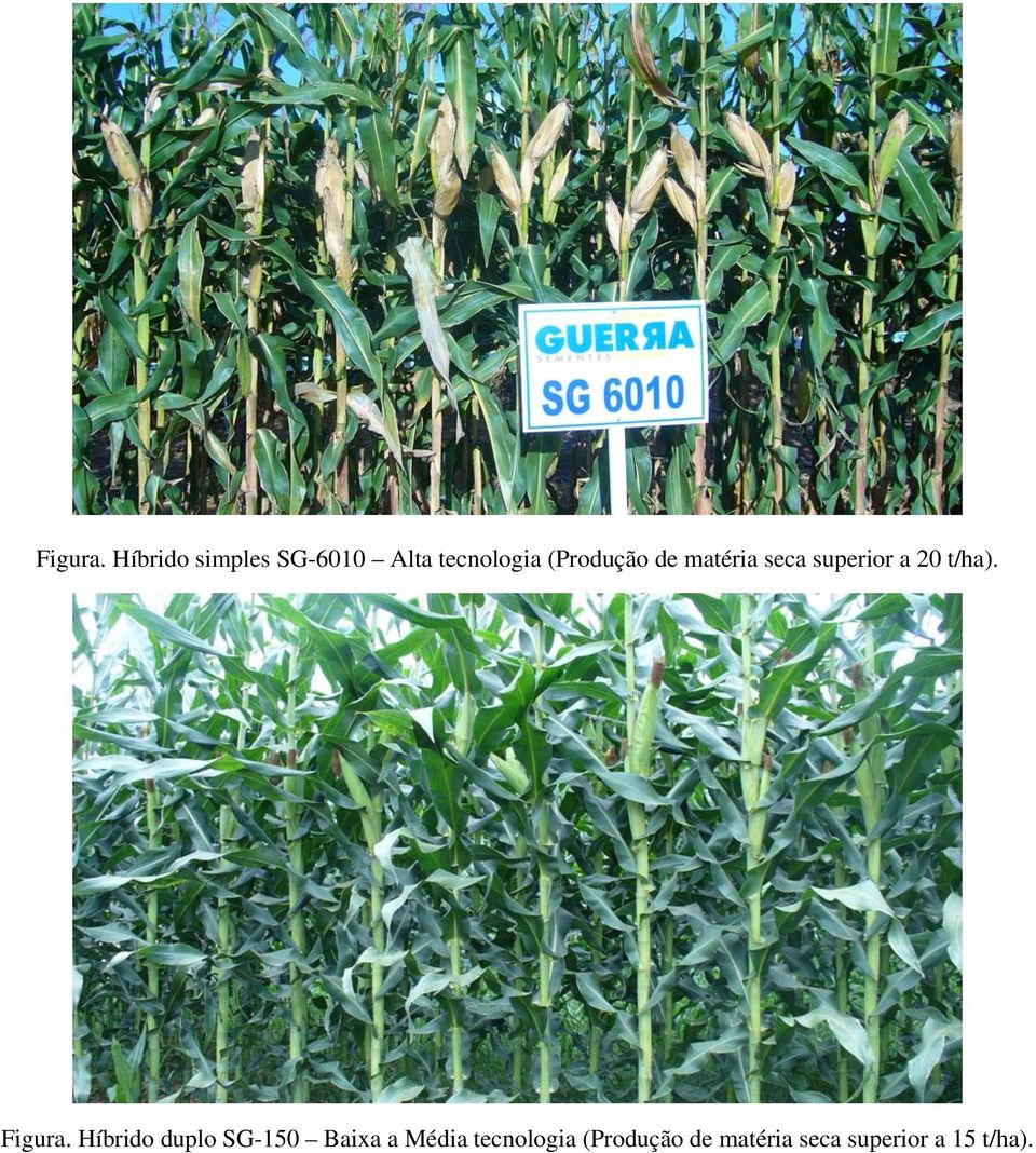 (Produção de matéria seca superior a 20 t/ha).