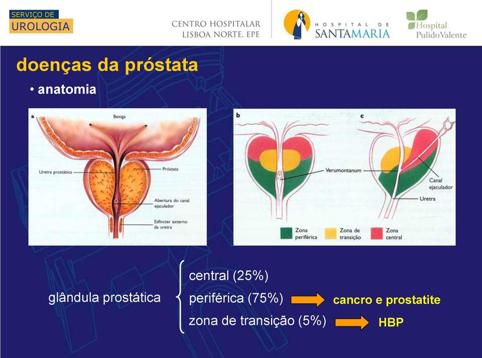 anatomia prostata zona periferica dieta prostatite