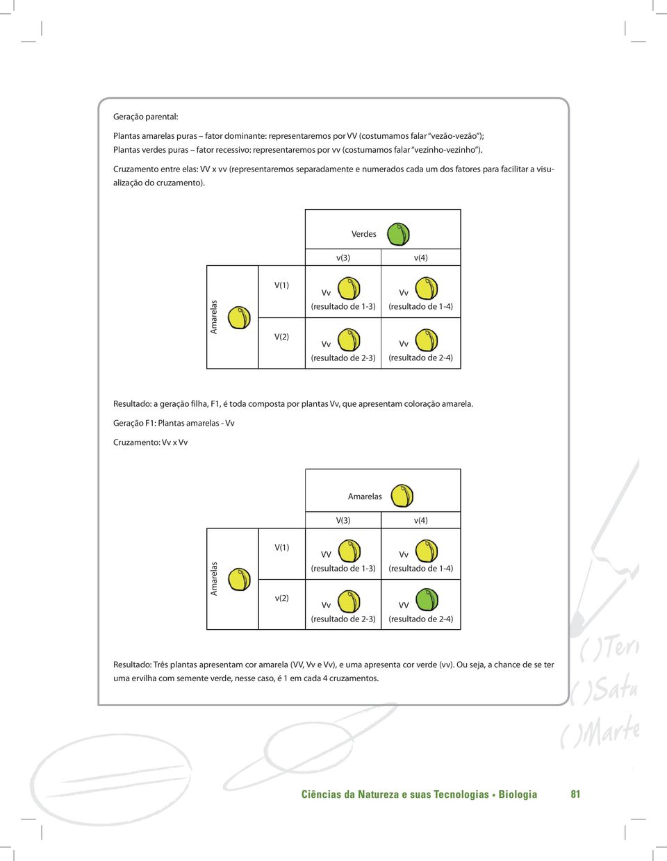 Verdes v(3) v(4) Amarelas V(1) V(2) Vv (resultado de 1-3) Vv (resultado de 2-3) Vv (resultado de 1-4) Vv (resultado de 2-4) Resultado: a geração filha, F1, é toda composta por plantas Vv, que