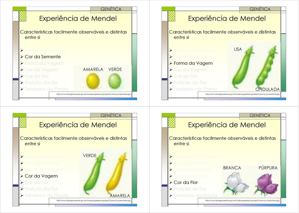 jpg http://www.biologia.seed.pr.go.br/modules/galeria/uploads/2/normal_4caracteres.