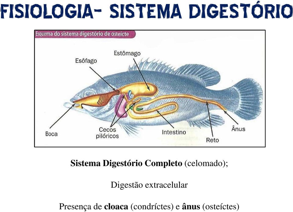 (celomado); Digestão extracelular