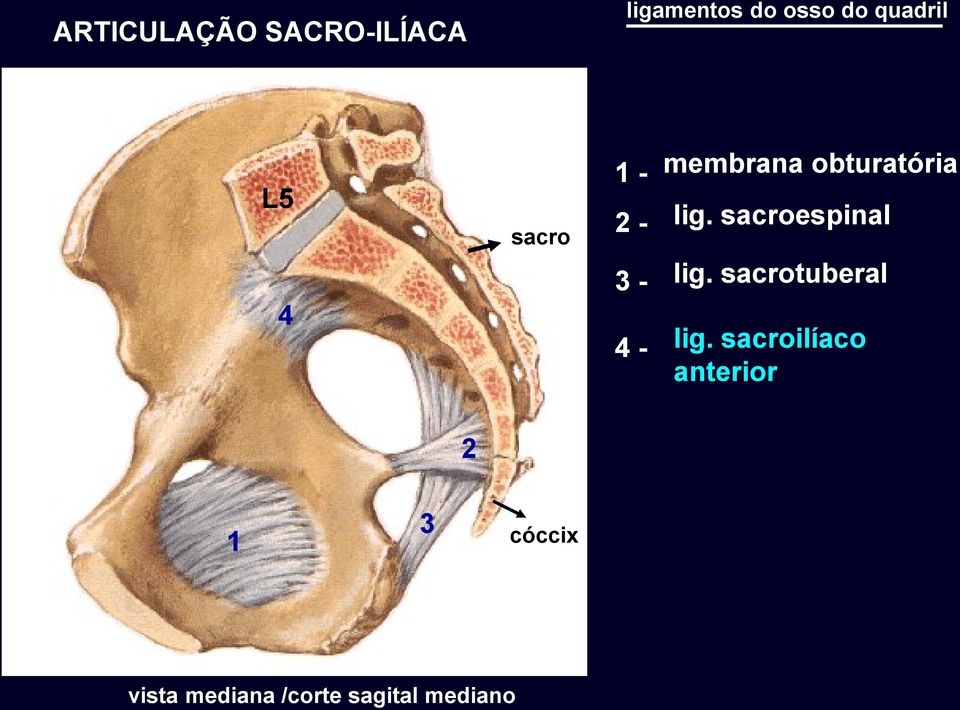 lig. sacroespinal lig. sacrotuberal lig.