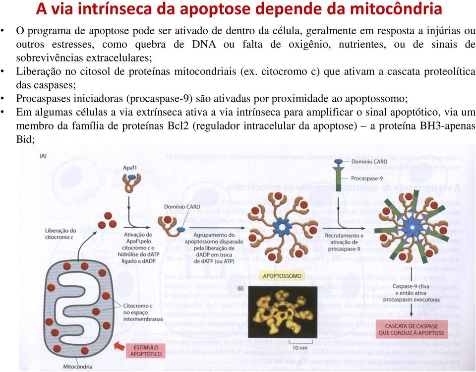 citocromo c) que ativam a cascata proteolítica das caspases; Procaspases iniciadoras (procaspase-9) são ativadas por proximidade ao apoptossomo; Em algumas células a