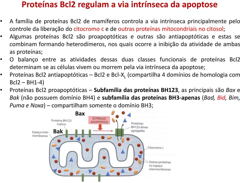 proteínas; O balanço entre as atividades dessas duas classes funcionais de proteínas Bcl2 determinam se as células vivem ou morrem pela via intrínseca da apoptose; Proteínas Bcl2 antiapoptóticas Bcl2