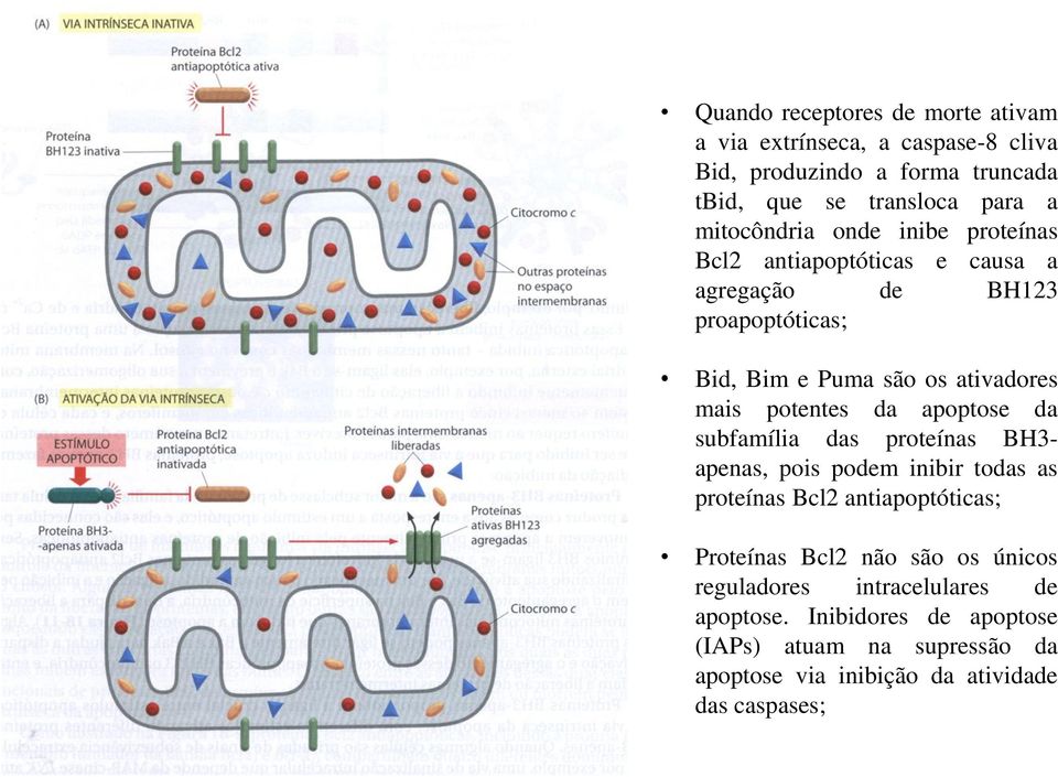 potentes da apoptose da subfamília das proteínas BH3- apenas, pois podem inibir todas as proteínas Bcl2 antiapoptóticas; Proteínas Bcl2 não