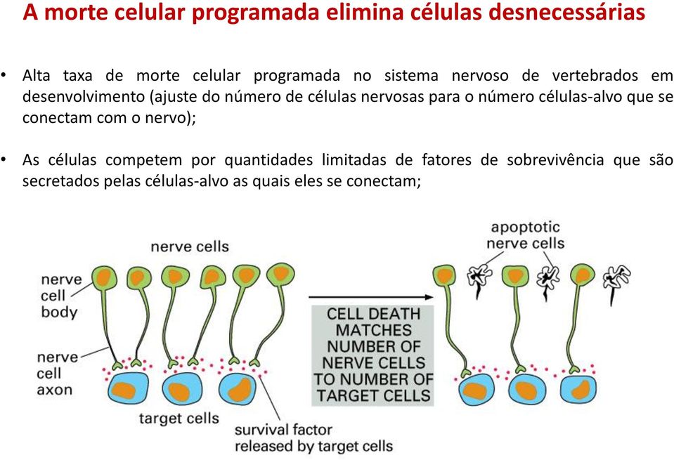 o número células-alvo que se conectam com o nervo); As células competem por quantidades