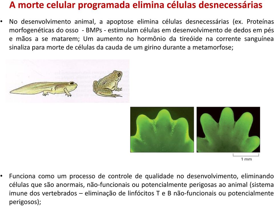 corrente sanguínea sinaliza para morte de células da cauda de um girino durante a metamorfose; Funciona como um processo de controle de qualidade no