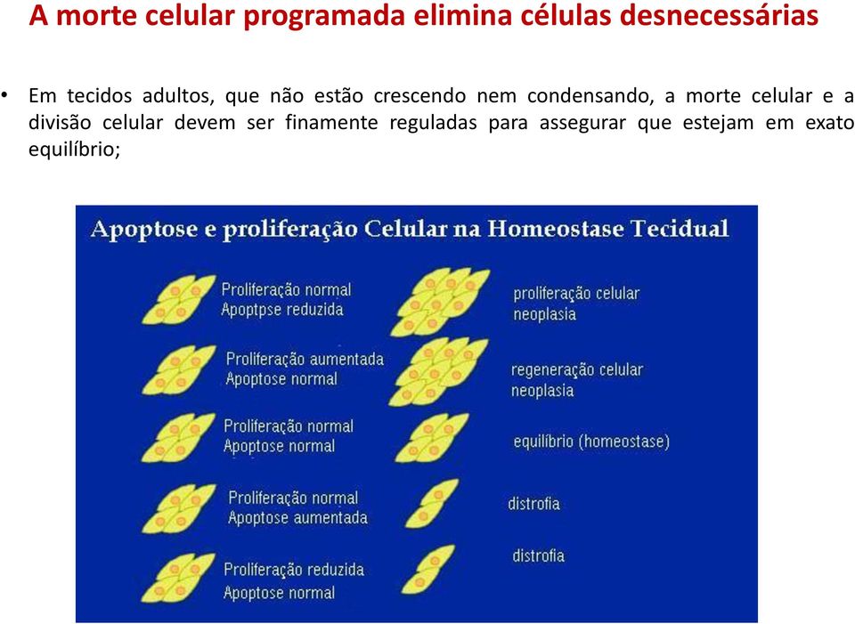 condensando, a morte celular e a divisão celular devem