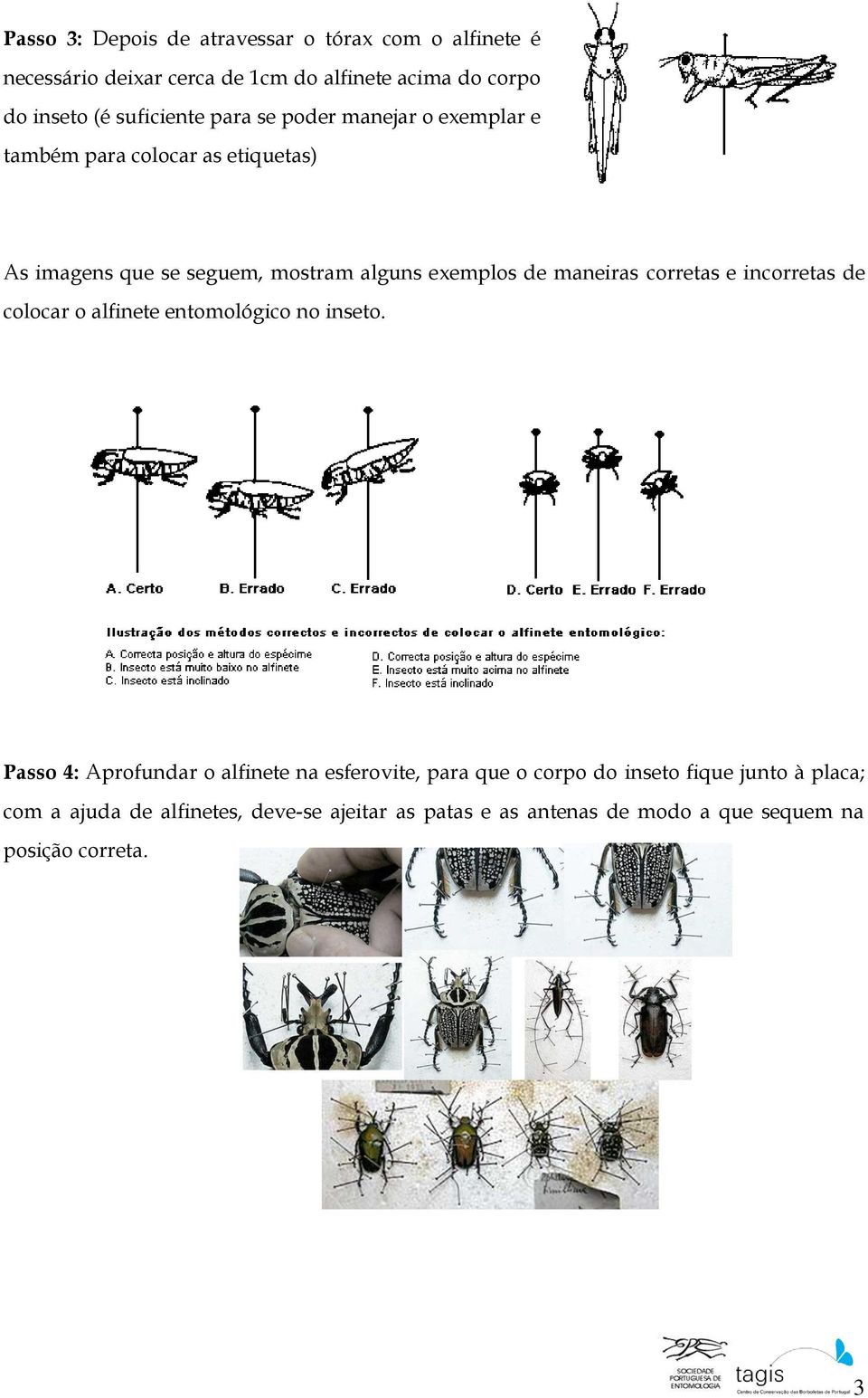 maneiras corretas e incorretas de colocar o alfinete entomológico no inseto.