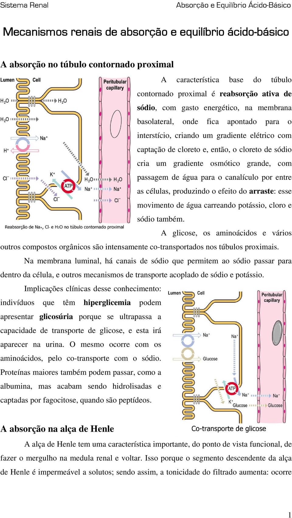 água para o canalículo por entre as células, produzindo o efeito do arraste: esse movimento de água carreando potássio, cloro e sódio também.