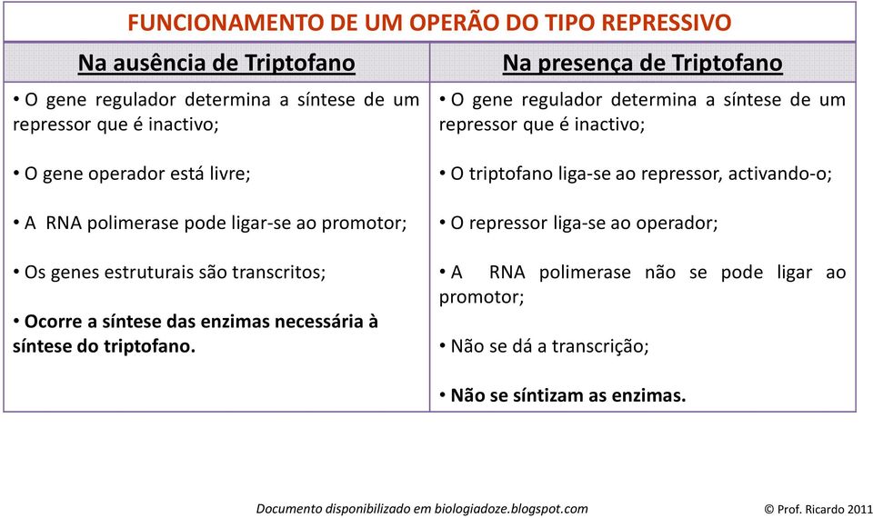 ao promotor; Os genes estruturais são transcritos; Ocorre a síntese das enzimas necessária à síntese do triptofano.