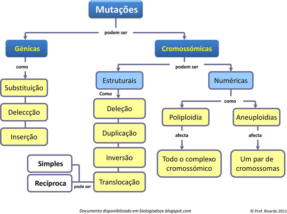 Aneuploidias Inserção Duplicação afecta afecta Simples Inversão Todo