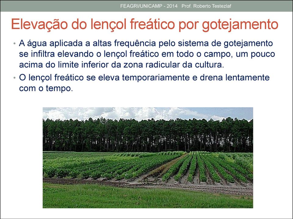 freático em todo o campo, um pouco acima do limite inferior da zona