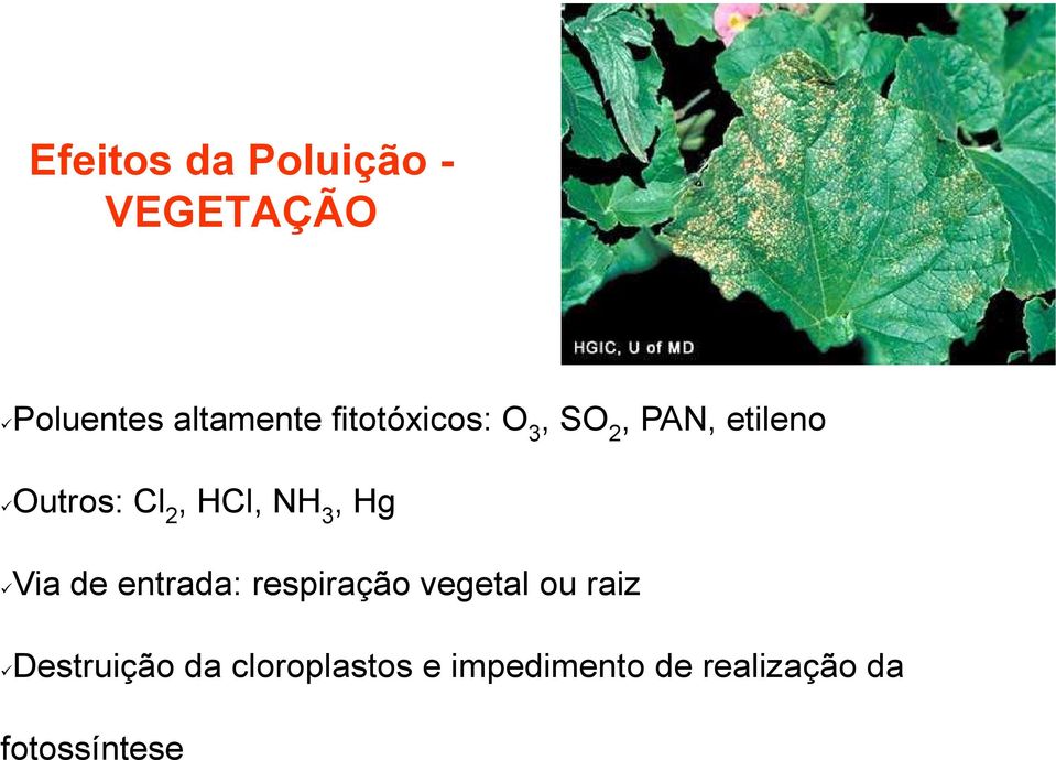 NH 3, Hg Via de entrada: respiração vegetal ou raiz