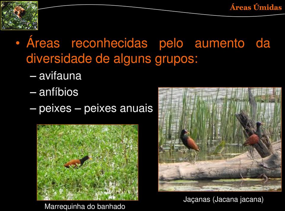 avifauna anfíbios peixes peixes anuais