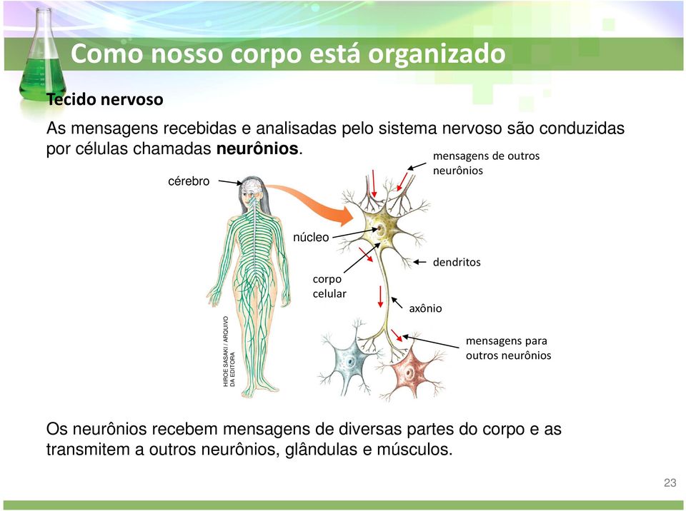 cérebro mensagens de outros neurônios núcleo HIROE SASAKI / ARQUIVO DA EDITORA corpo celular
