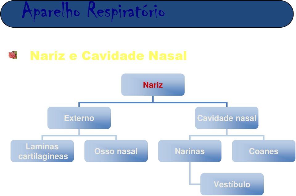nasal Laminas cartilagíneas