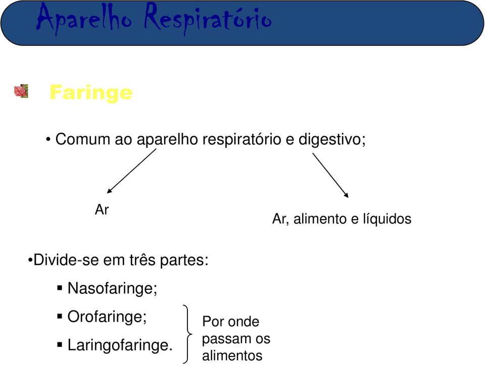 Divide-se em três partes: Nasofaringe;