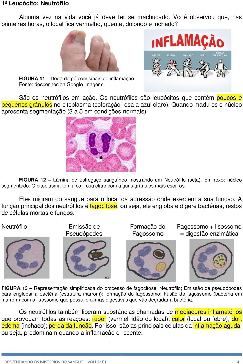 Os neutrófilos são leucócitos que contém poucos e pequenos grânulos no citoplasma (coloração rosa a azul claro). Quando maduros o núcleo apresenta segmentação (3 a 5 em condições normais).