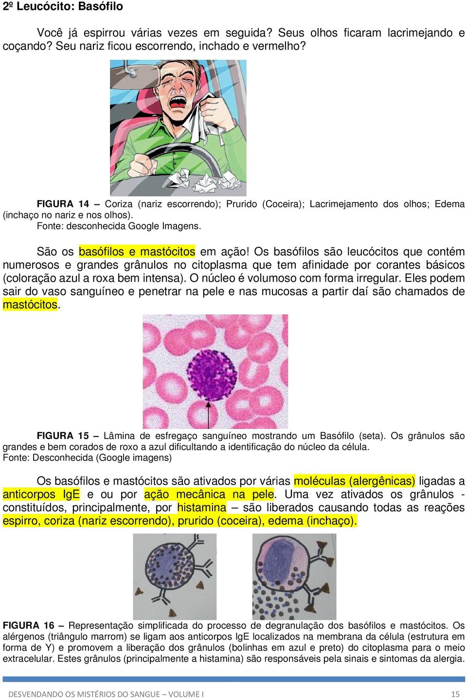 Os basófilos são leucócitos que contém numerosos e grandes grânulos no citoplasma que tem afinidade por corantes básicos (coloração azul a roxa bem intensa). O núcleo é volumoso com forma irregular.