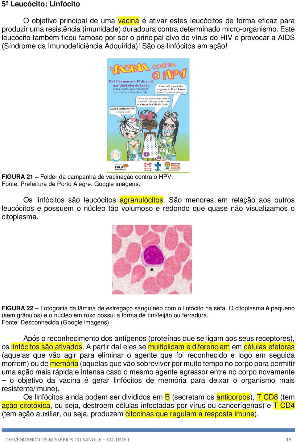 FIGURA 21 Folder da campanha de vacinação contra o HPV. Fonte: Prefeitura de Porto Alegre. Google imagens. Os linfócitos são leucócitos agranulócitos.