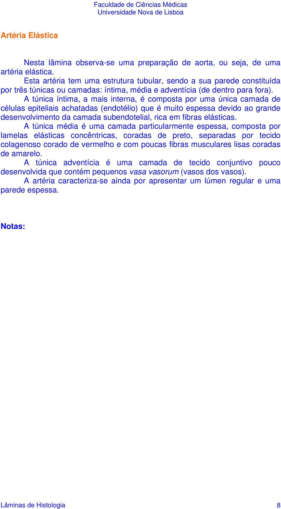 A túnica íntima, a mais interna, é composta por uma única camada de células epiteliais achatadas (endotélio) que é muito espessa devido ao grande desenvolvimento da camada subendotelial, rica em