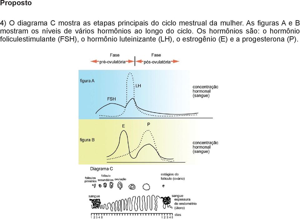 As figuras A e B mostram os níveis de vários hormônios ao longo do