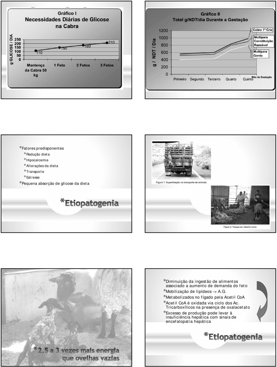 lipídeos -> A.G. *Metabolizados no fígado pela Acetil CoA *Acetil CoA é oxidada via ciclo dos Ac.