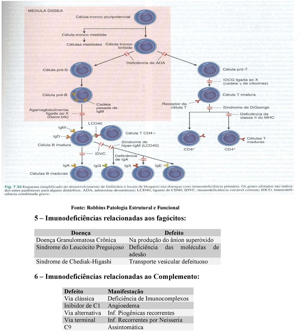 Chediak-Higashi Transporte vesicular defeituoso 6 Imunodeficiências relacionadas ao Complemento: Defeito Via clássica Inibidor de C1