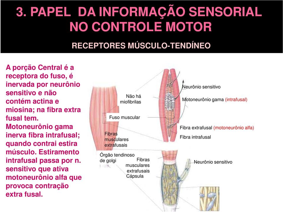 sensitivo que ativa motoneurônio alfa que provoca contração extra fusal.