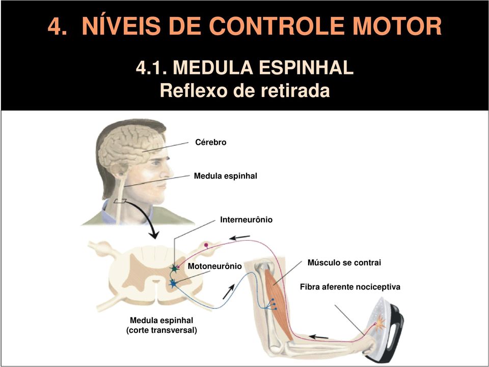 espinhal Interneurônio Motoneurônio Músculo se