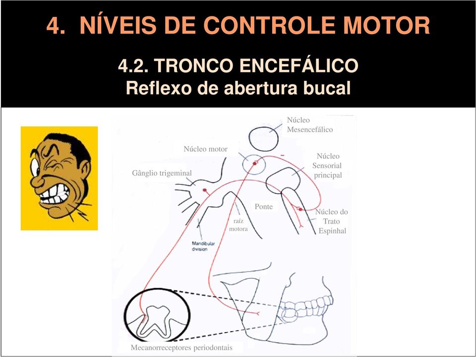 Mesencefálico Gânglio trigeminal Núcleo motor Núcleo