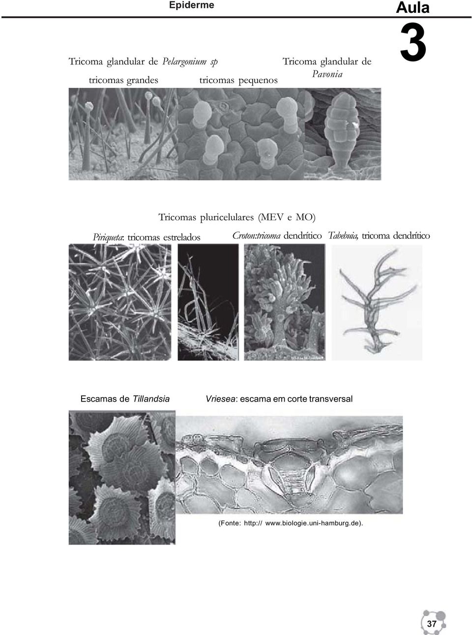 pluricelulares (MEV e MO) Croton:tricoma dendrítico Tabebuia, tricoma dendrítico