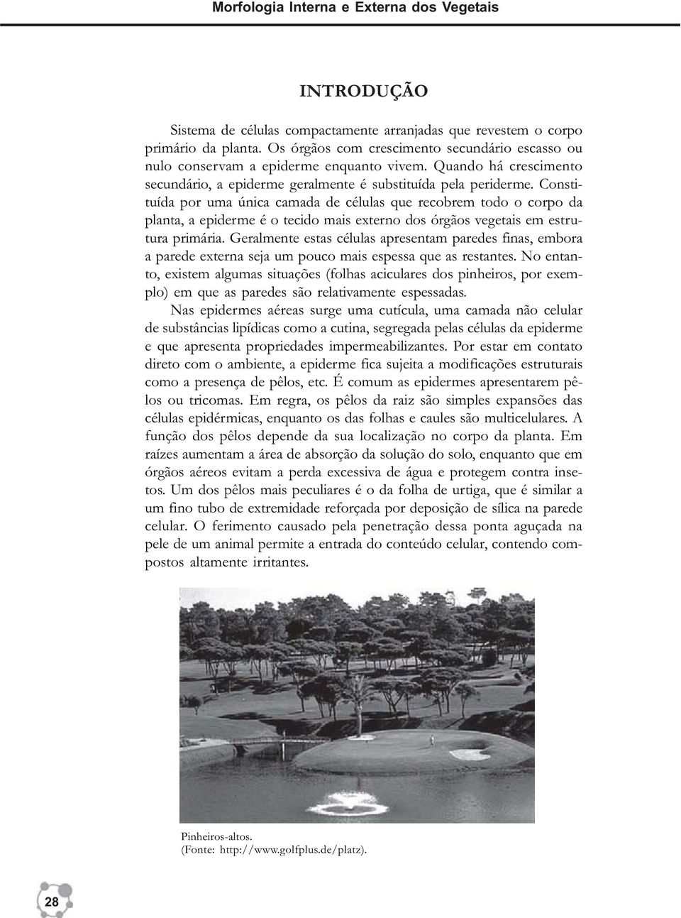 Constituída por uma única camada de células que recobrem todo o corpo da planta, a epiderme é o tecido mais externo dos órgãos vegetais em estrutura primária.