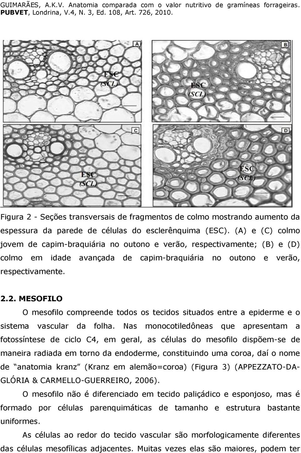 2. MESOFILO O mesofilo compreende todos os tecidos situados entre a epiderme e o sistema vascular da folha.