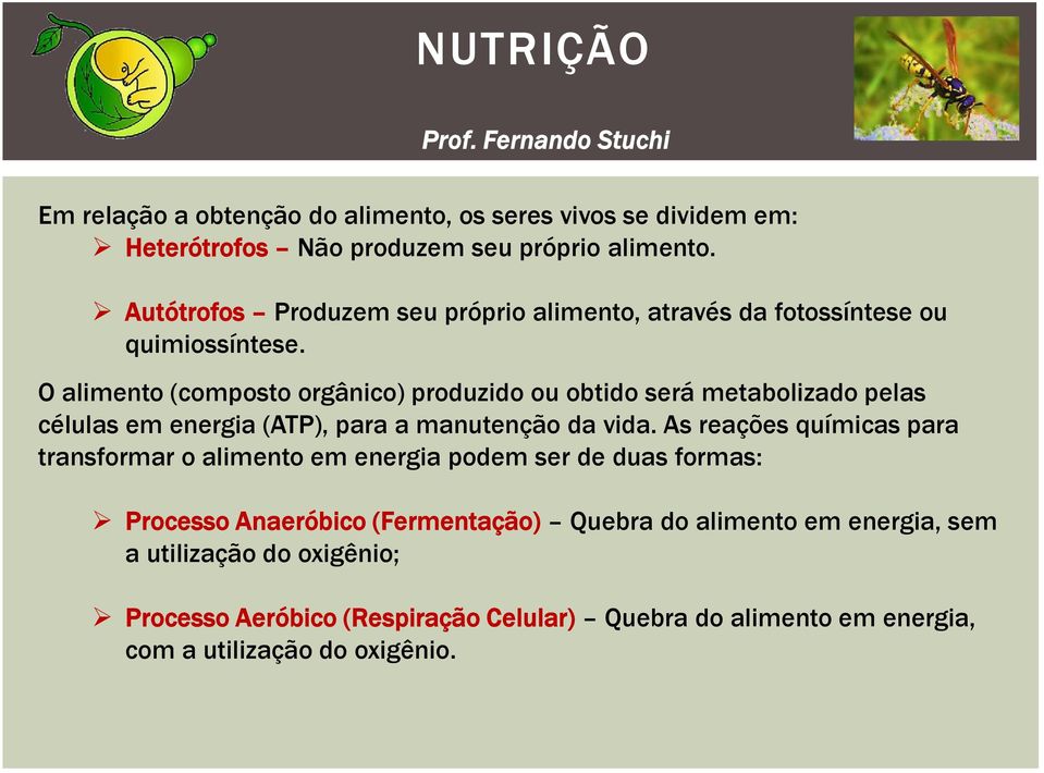 O alimento (composto orgânico) produzido ou obtido será metabolizado pelas células em energia (ATP), para a manutenção da vida.