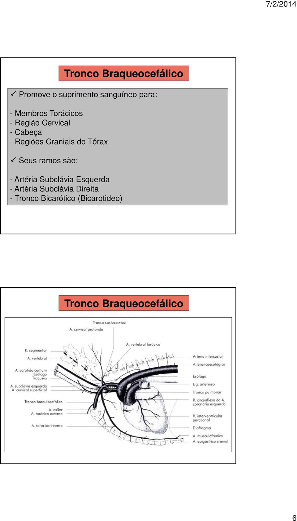 Tronco Braqueocefálico - Artéria Subclávia Esquerda - Artéria