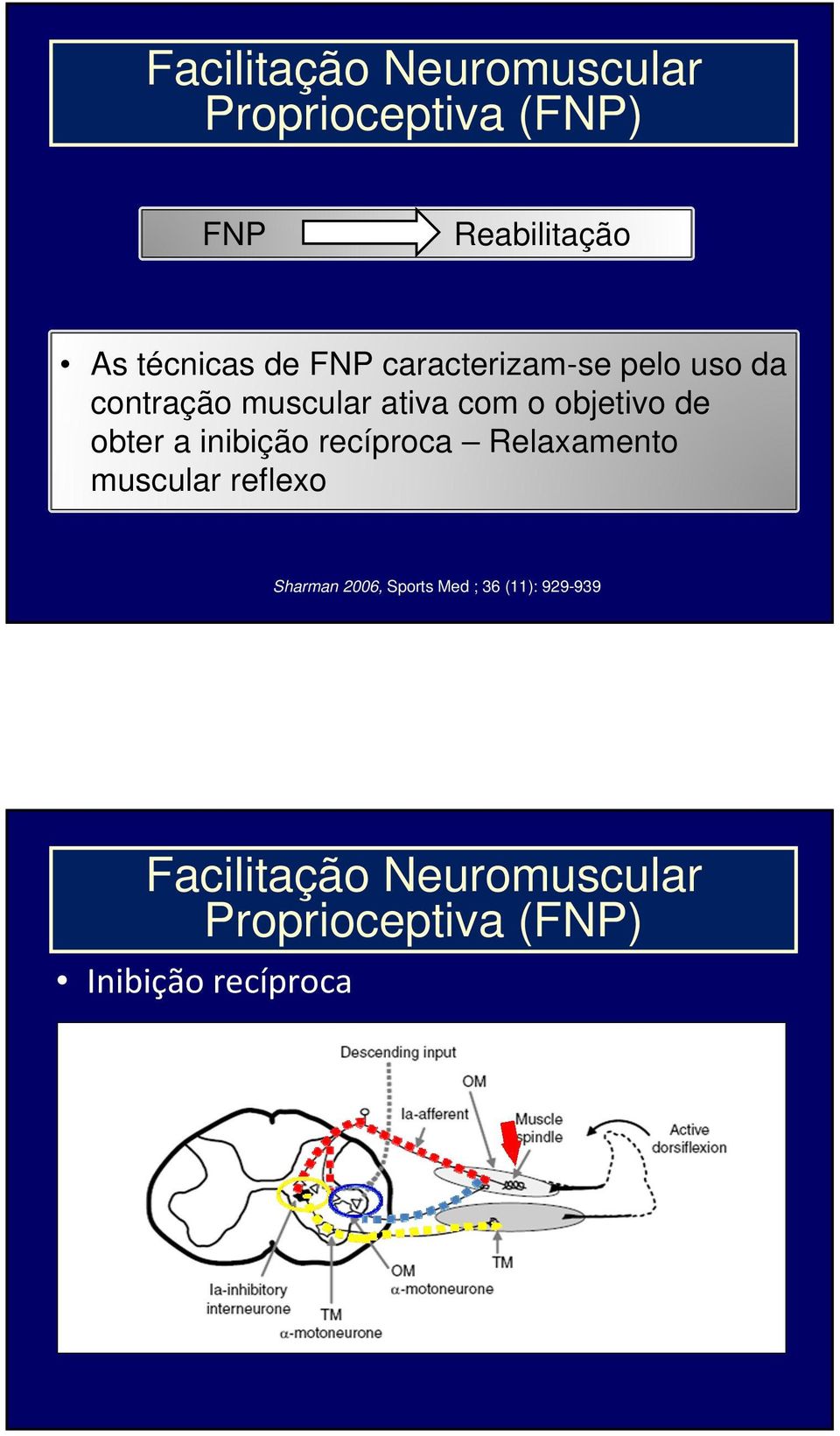 obter a inibição recíproca Relaxamento muscular reflexo Sharman 2006, Sports