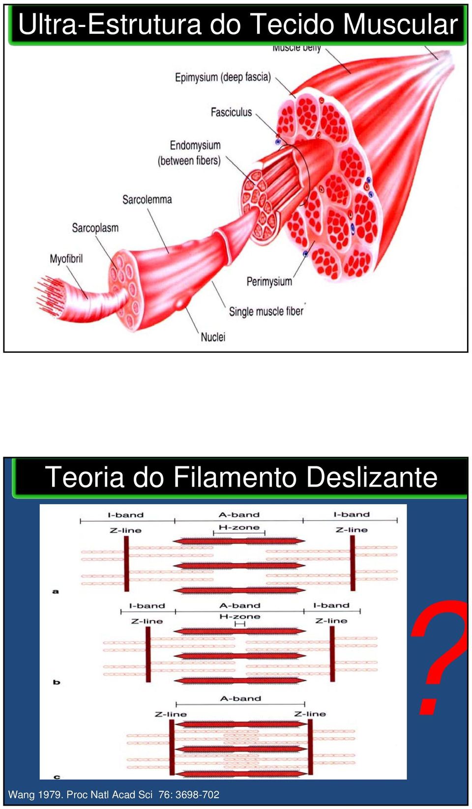 Filamento Deslizante?