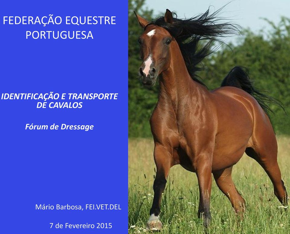 CAVALOS Fórum de Dressage Mário