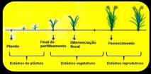 Senescência Ocorre em vários órgãos e são de vários tipos: Senescência foliar sazonal Senescência de frutos, cotilédones, órgãos florais Estádios de desenvolvimento das plantas O desenvolvimentodeuma