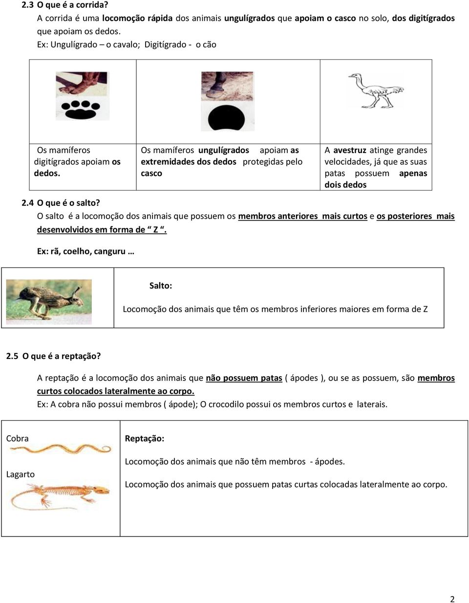 Os mamíferos ungulígrados apoiam as extremidades dos dedos protegidas pelo casco A avestruz atinge grandes velocidades, já que as suas patas possuem apenas dois dedos 2.4 O que é o salto?