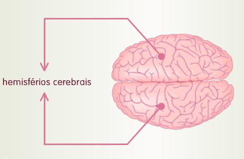 O cérebro corresponde à maior parte do encéfalo situando-se na zona superior do mesmo.