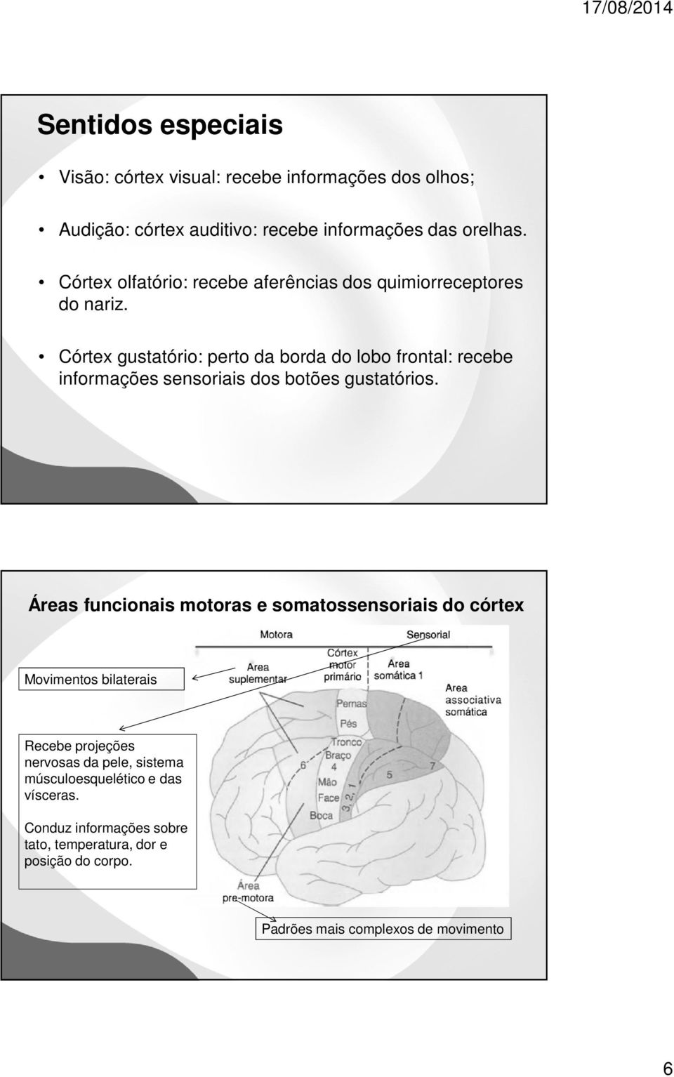 Córtex gustatório: perto da borda do lobo frontal: recebe informações sensoriais dos botões gustatórios.