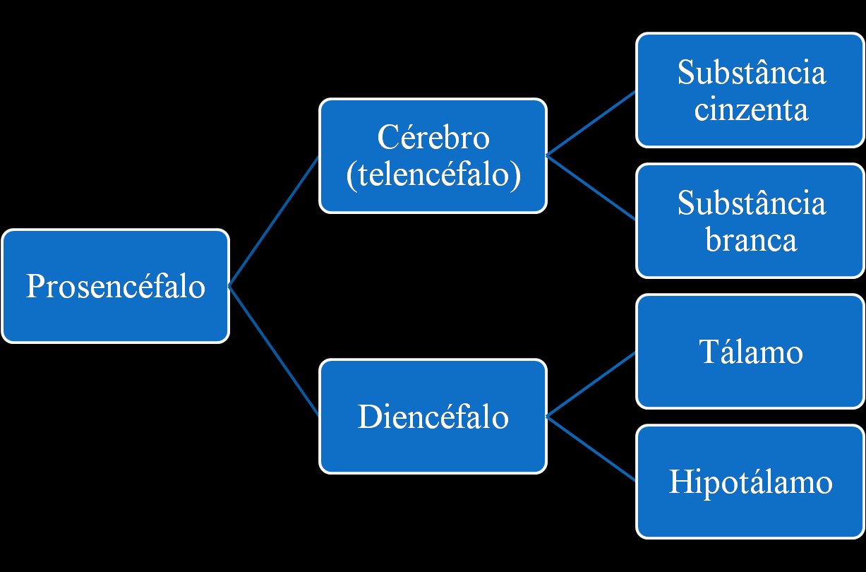 Transmissão sináptica Os sinais são levados de um neurônio ao outro em junções especializadas denominadas Sinapses.